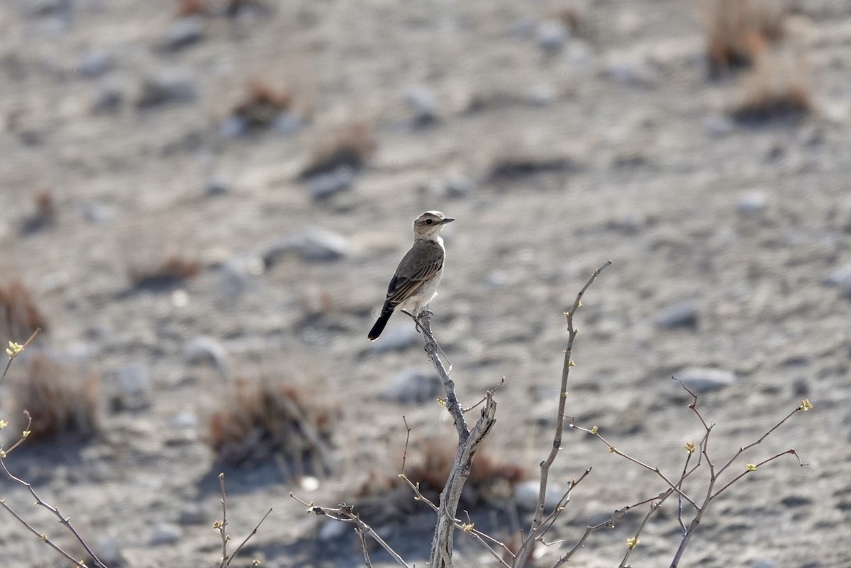 Черношапочная каменка - ML651148145