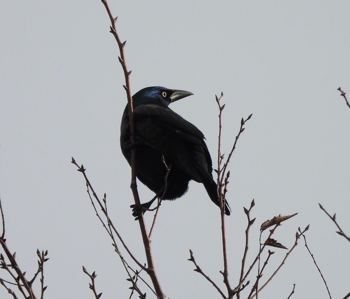 Common Grackle - ML651148149