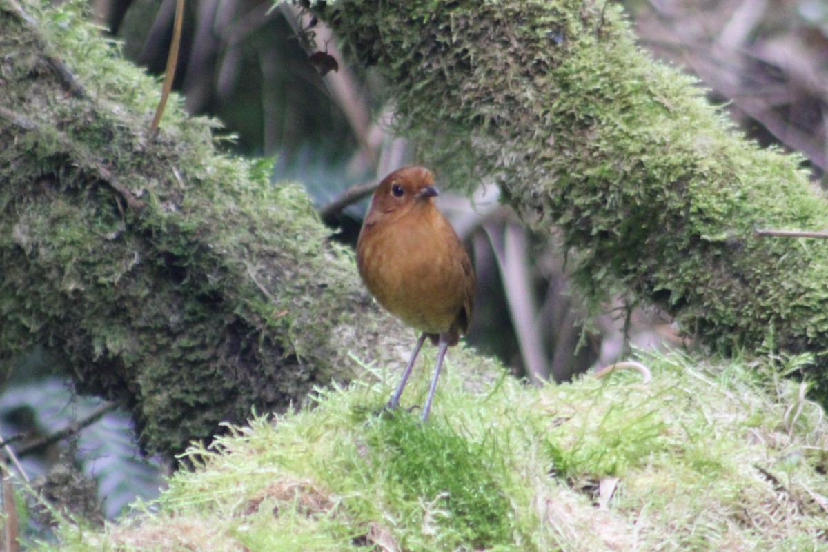 Equatorial Antpitta - ML651148189