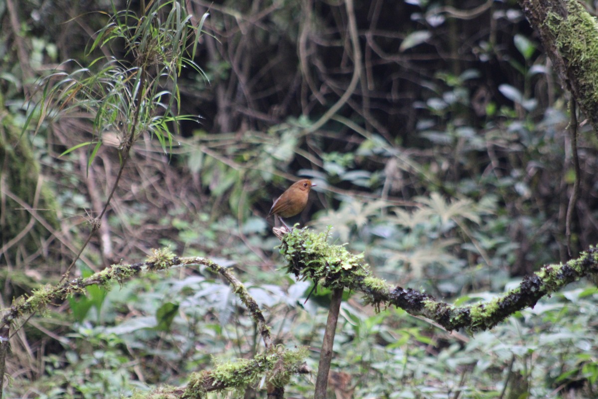 Equatorial Antpitta - ML651148191