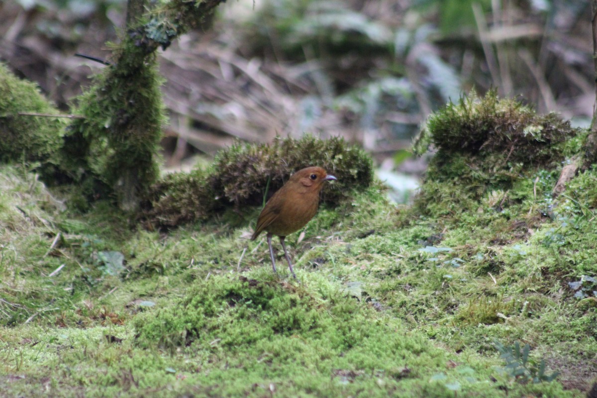 Equatorial Antpitta - ML651148236