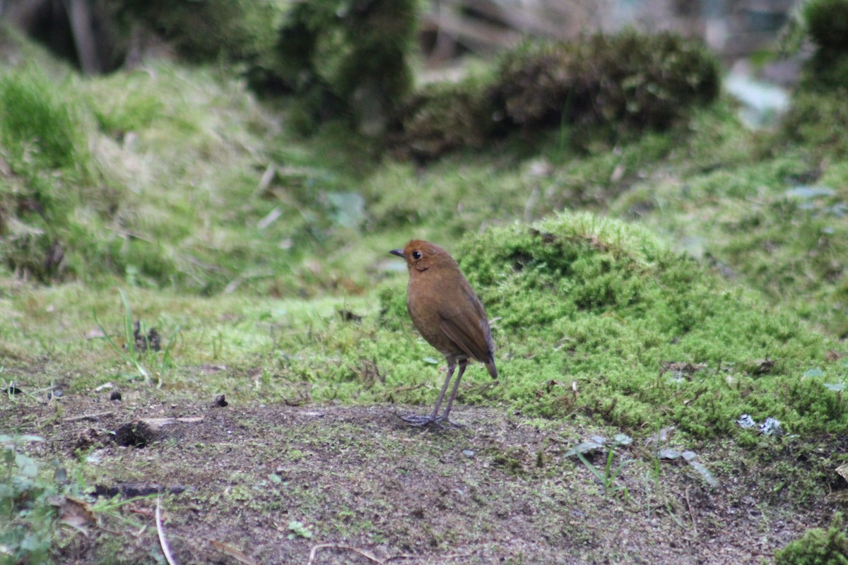 Equatorial Antpitta - ML651148237