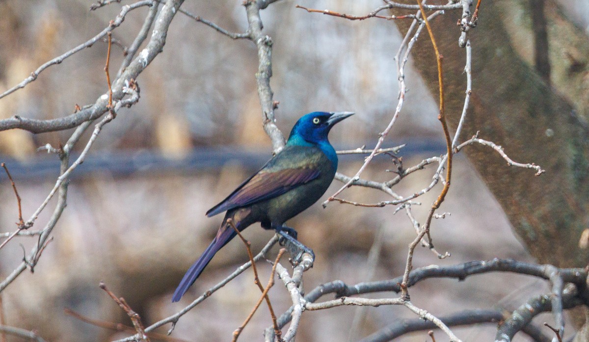Common Grackle - ML651148357