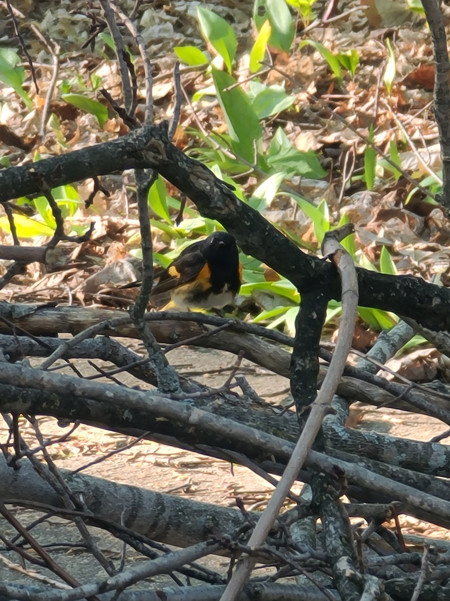 Горихвостковая древесница - ML651148426