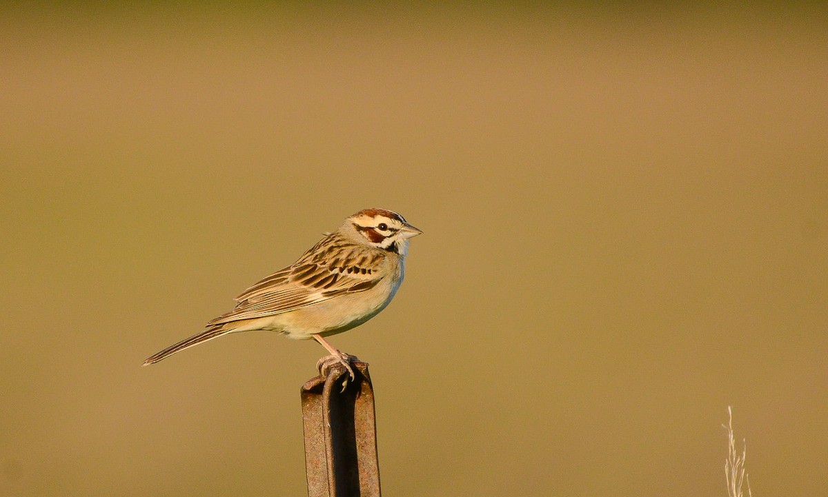 Bruant à joues marron - ML651148435