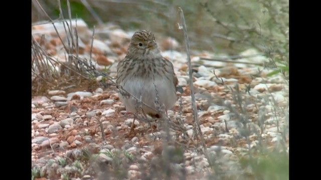 עפרונן גמדי - ML651148567