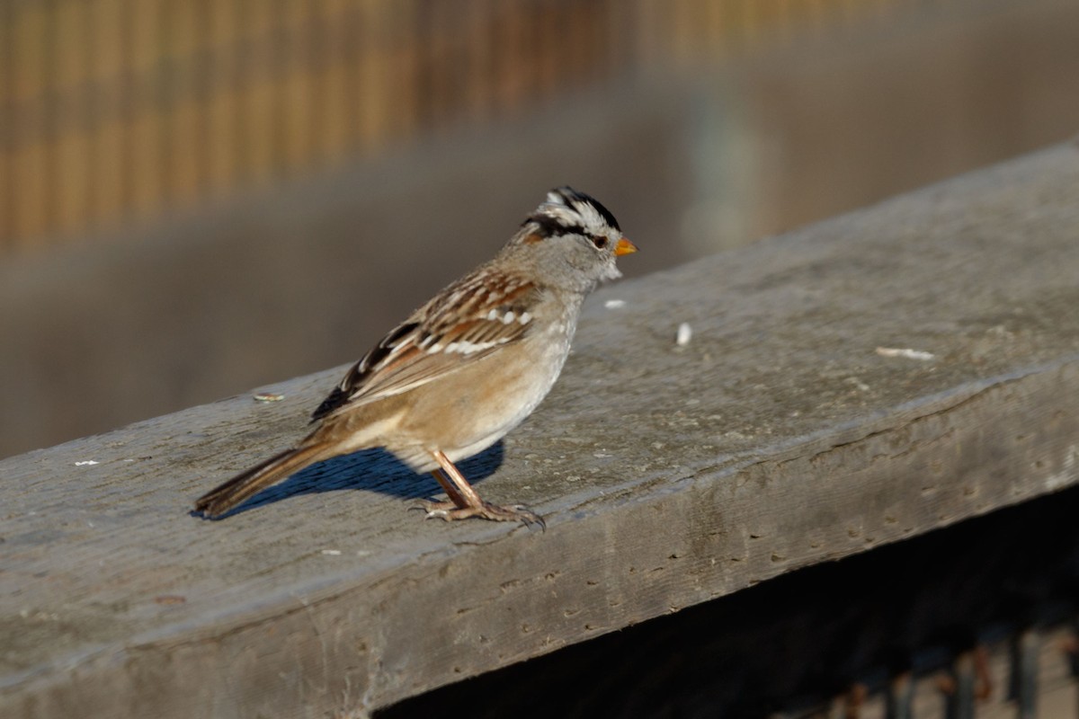 White-crowned Sparrow - ML651148657