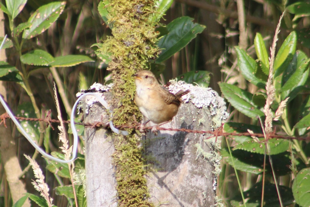 Grass Wren - ML651148700