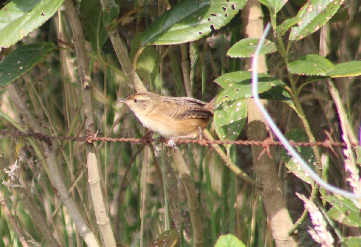 Grass Wren - ML651148701