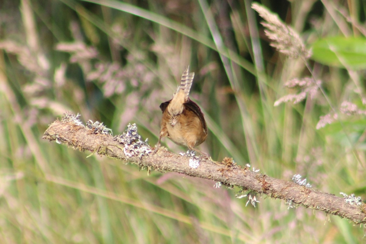 Grass Wren - ML651148702