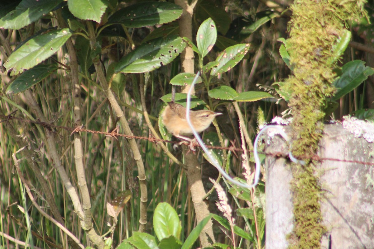 Grass Wren - ML651148703