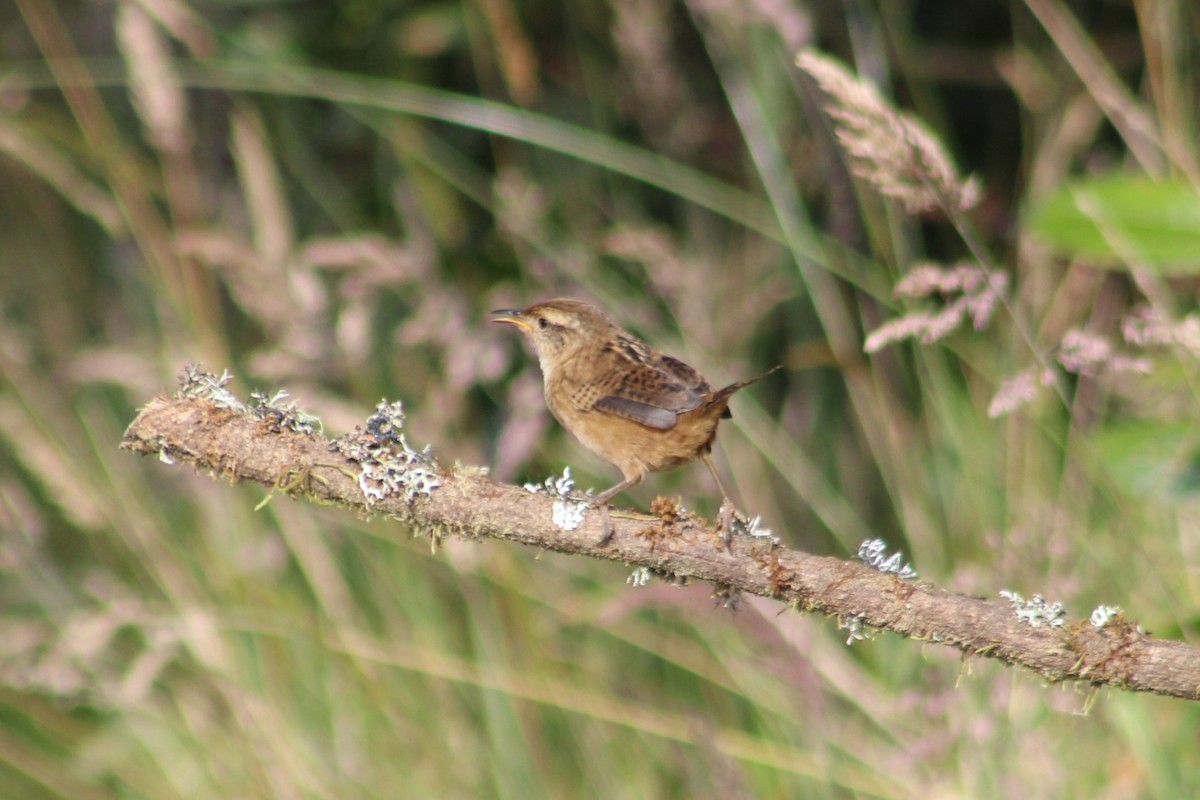 Grass Wren - ML651148704