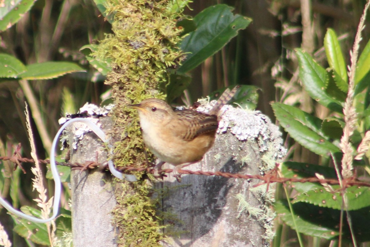 Grass Wren - ML651148705
