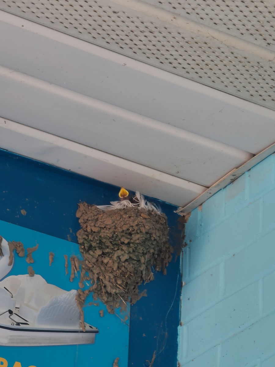 låvesvale - ML651148737