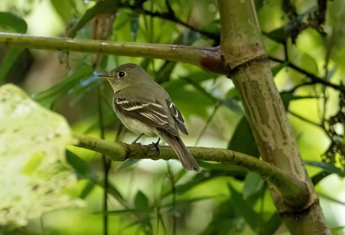 Sarı Karınlı Boreal Sinekkapan - ML651148896