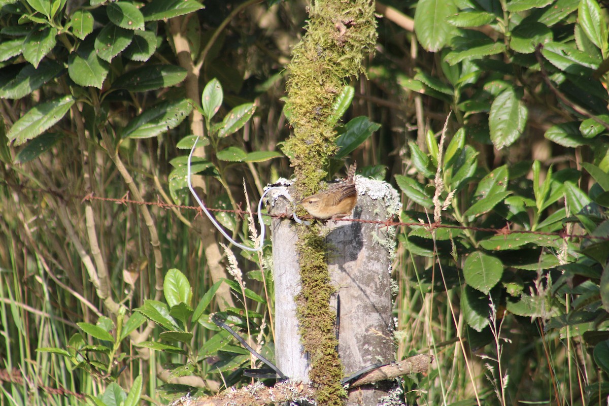 Grass Wren - ML651148932