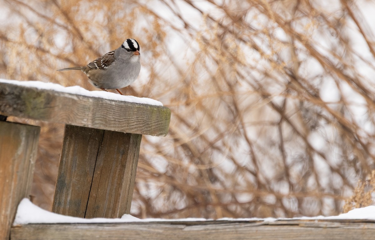 White-crowned Sparrow - ML651148990