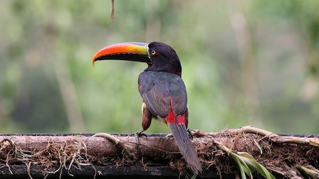 Feuerschnabelarassari - ML651149071