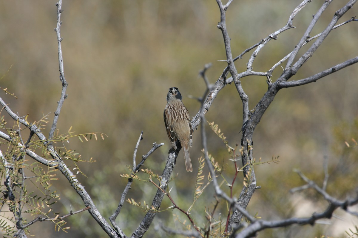 White-crowned Sparrow - ML651149095