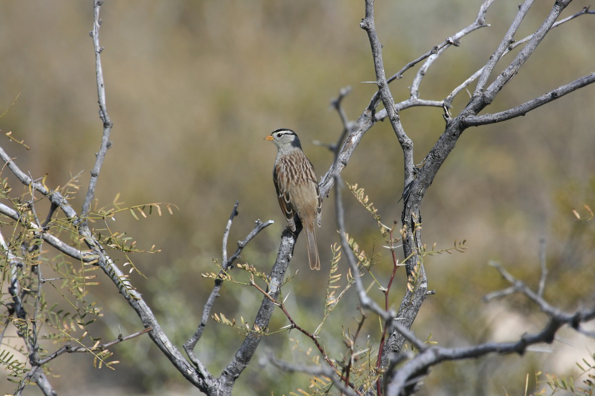 White-crowned Sparrow - ML651149113