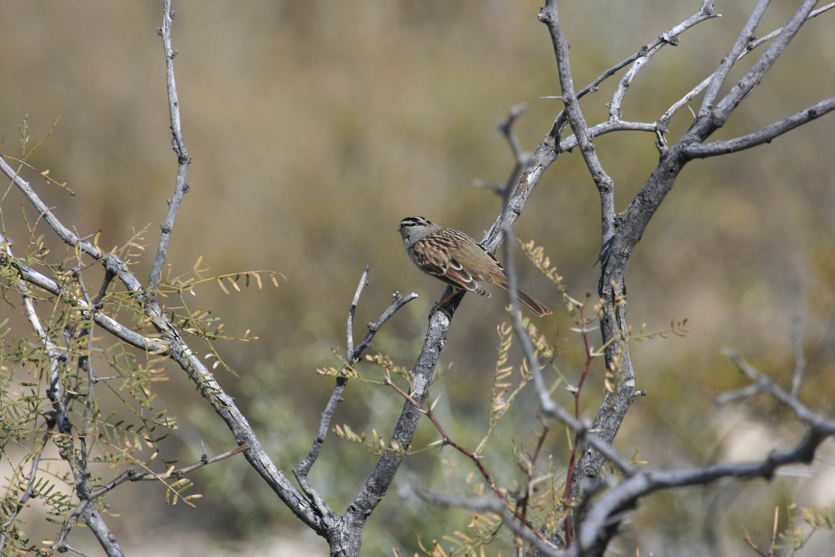 White-crowned Sparrow - ML651149127