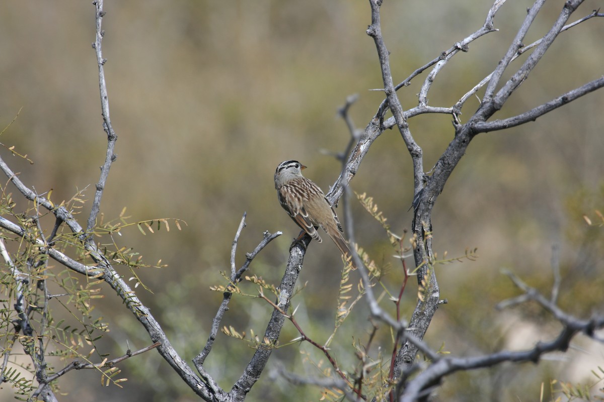 White-crowned Sparrow - ML651149137