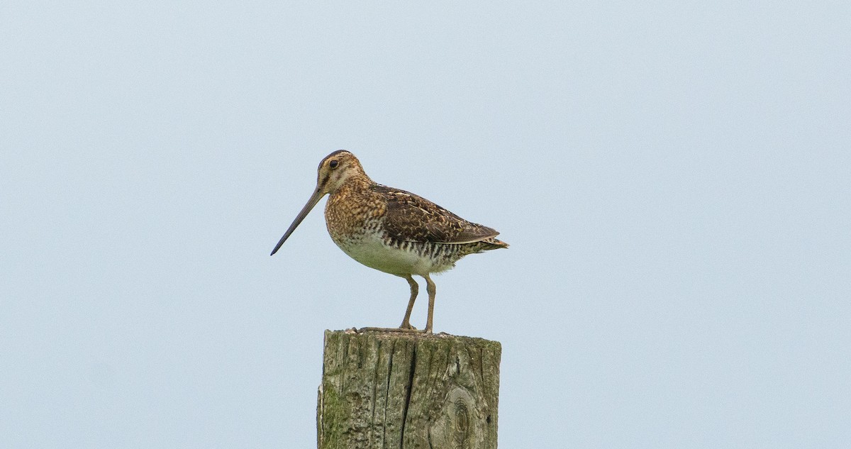 Bécassine de Wilson - ML651149173