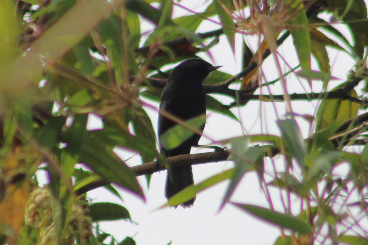 Black Flowerpiercer - ML651149291