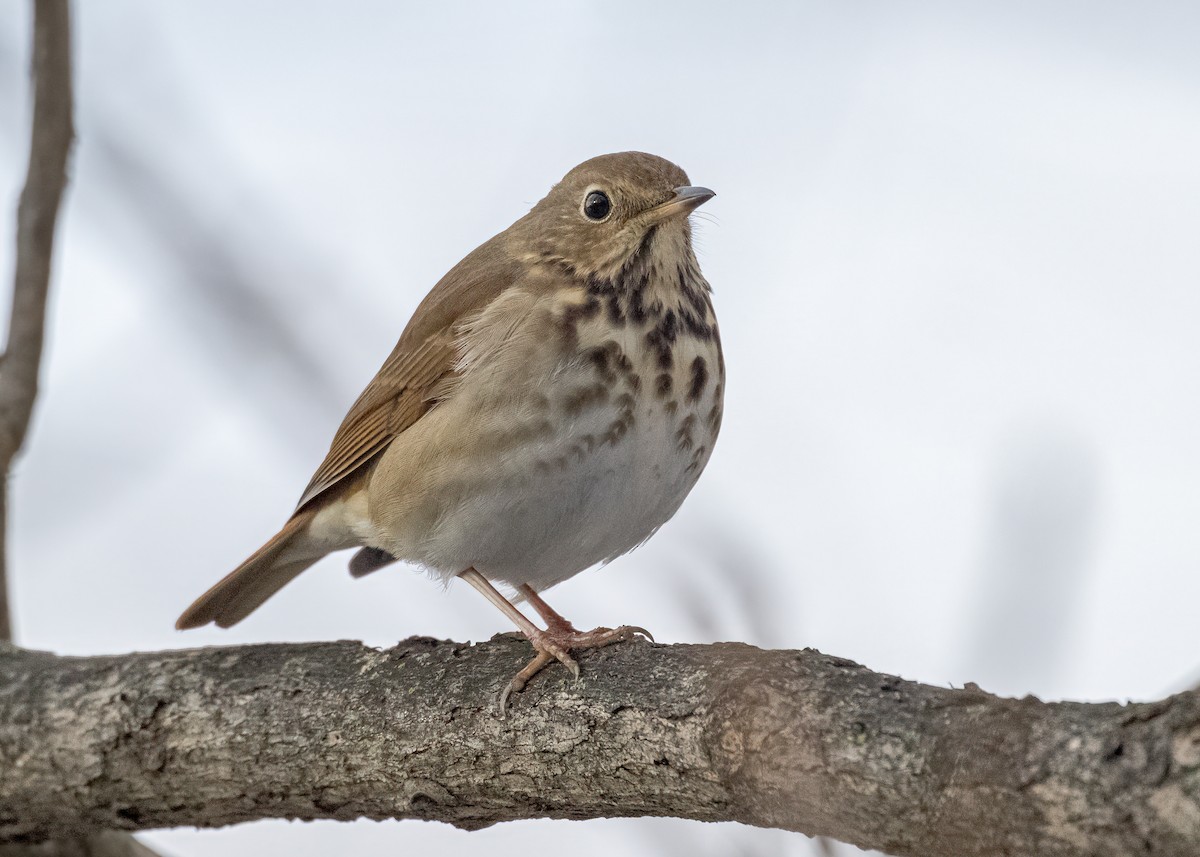 Hermit Thrush - ML651149576