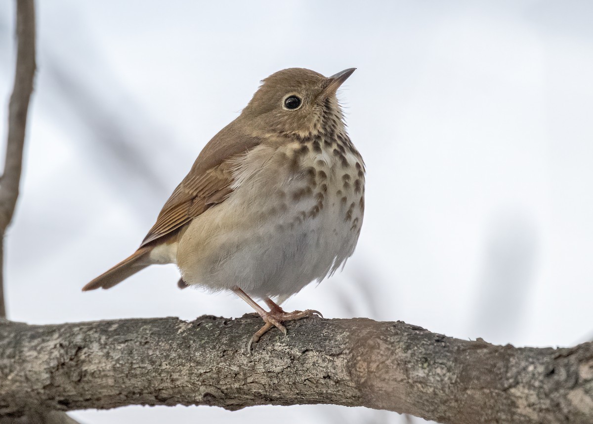 Hermit Thrush - ML651149577