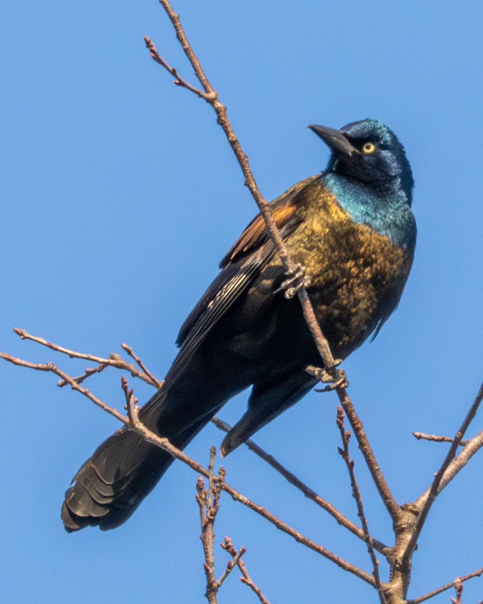 Common Grackle - ML651149744