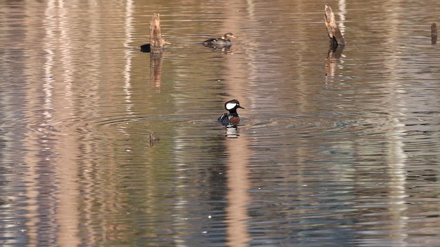 Hooded Merganser - ML651149781