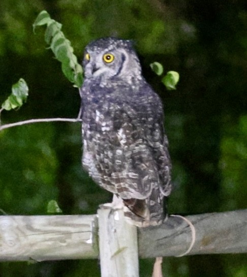 Spotted Eagle-Owl - ML651149992
