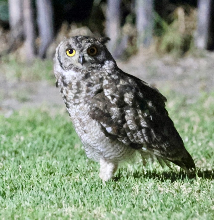 Spotted Eagle-Owl - ML651149993