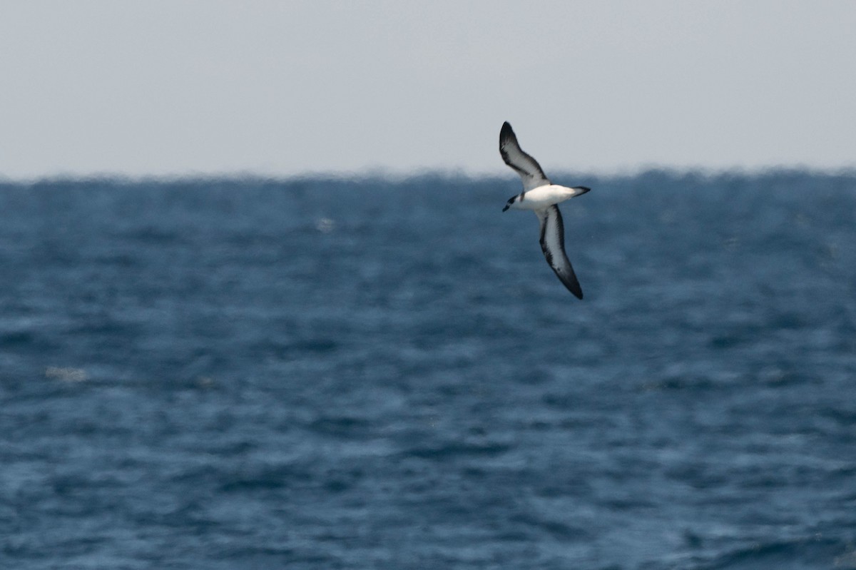 Pétrel diablotin - ML651150024