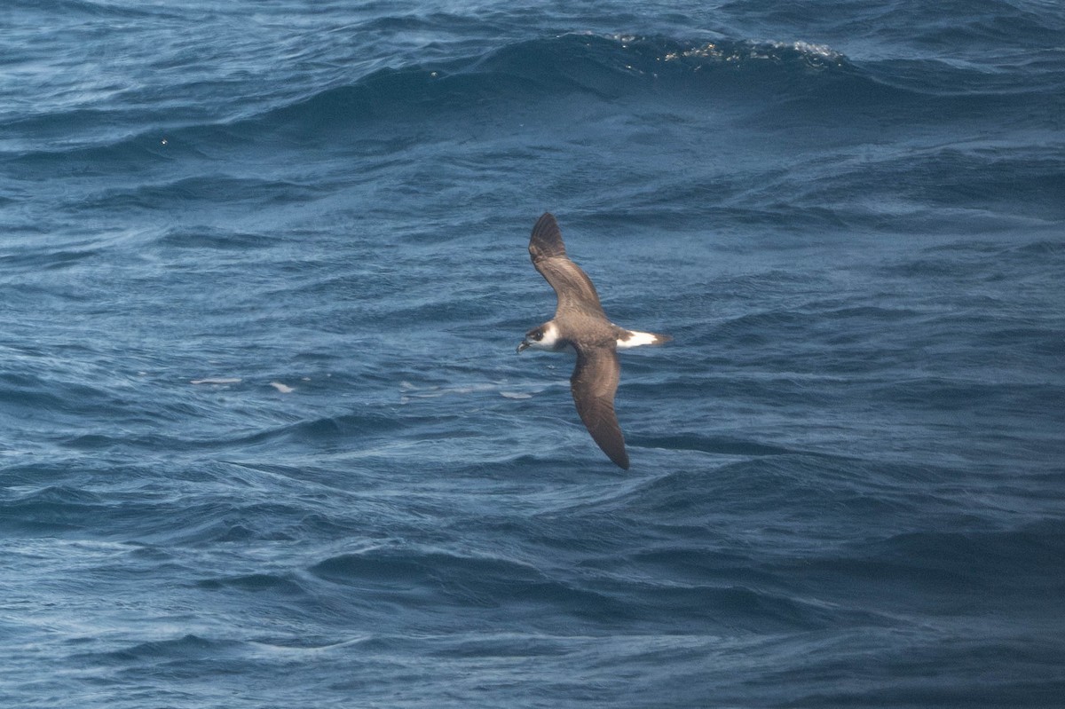 Pétrel diablotin - ML651150025