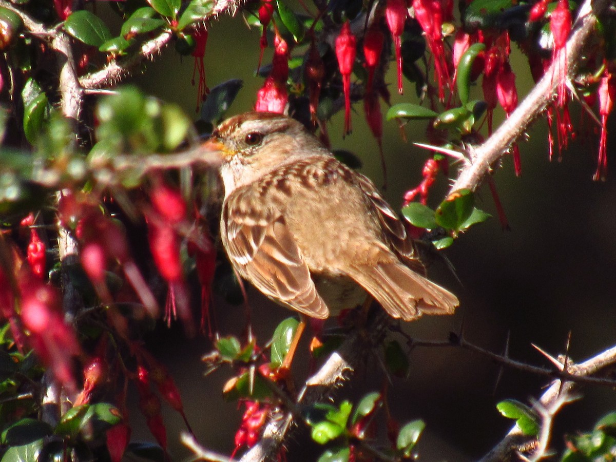 White-crowned Sparrow - ML651150194