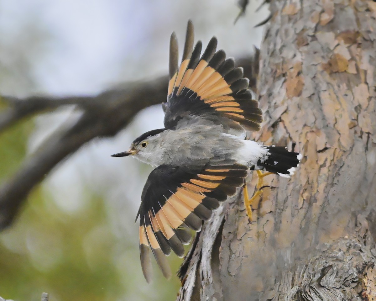 Varied Sittella - ML651150242