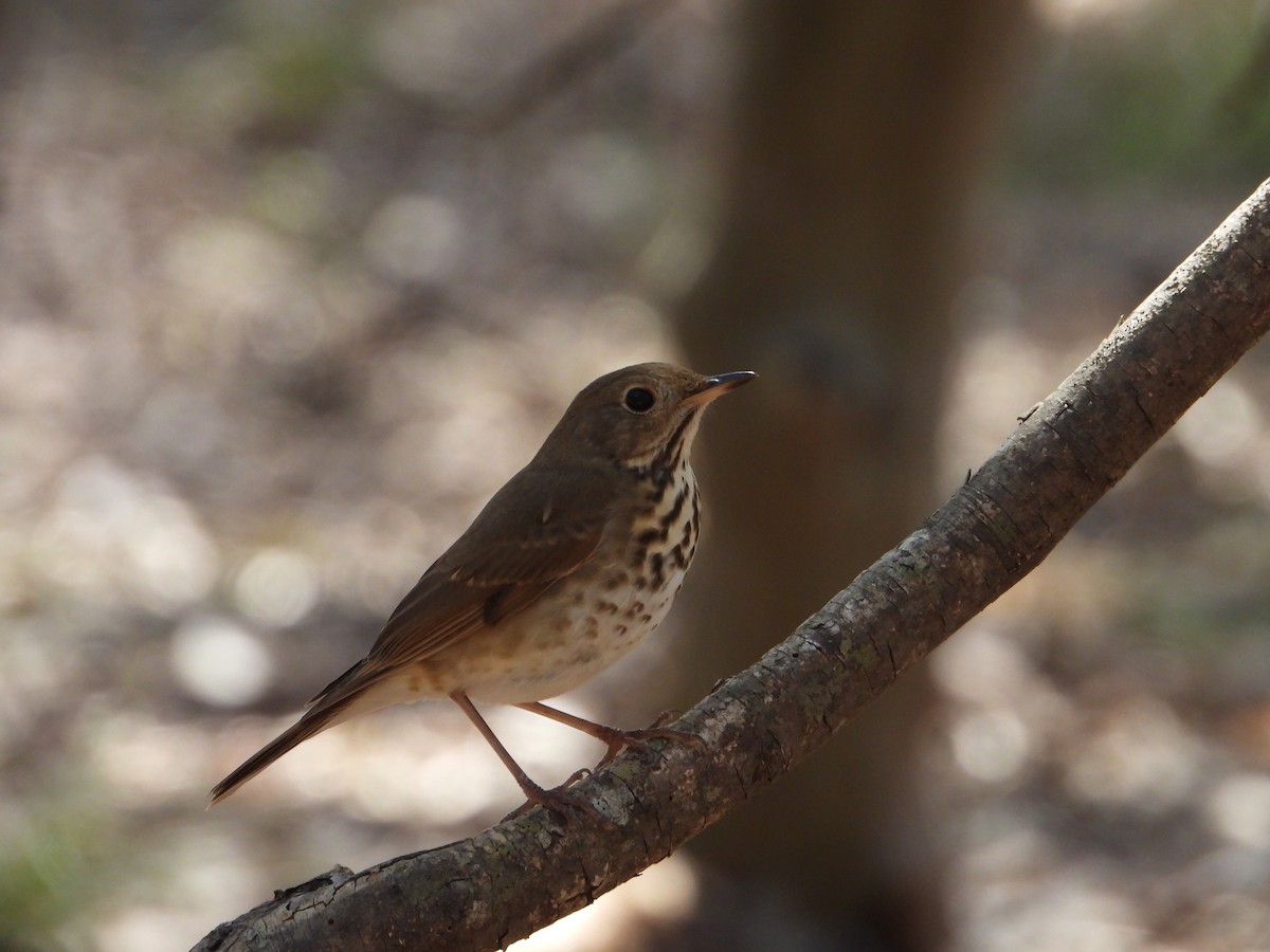 Hermit Thrush - ML651150777