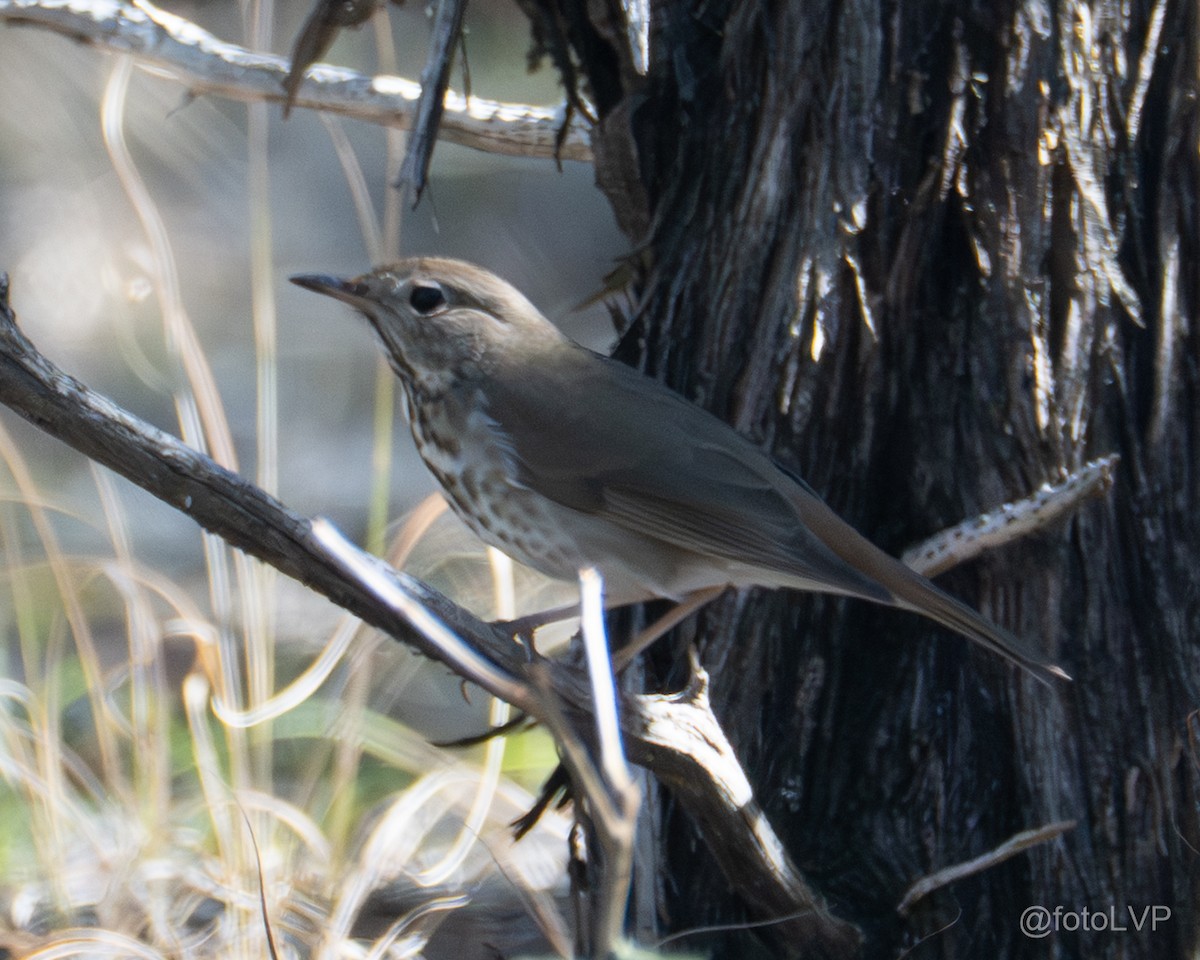 Hermit Thrush - ML651150847