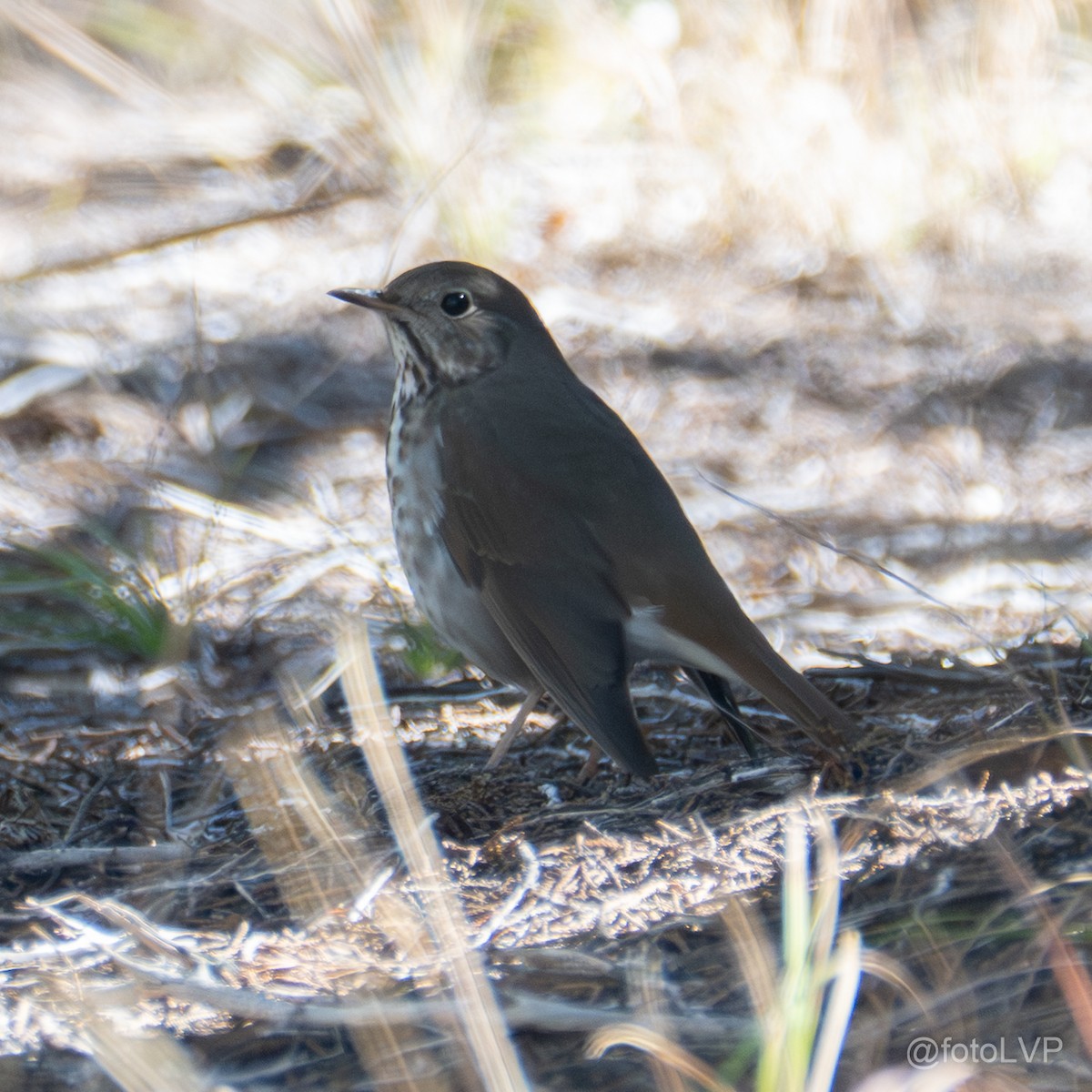 Hermit Thrush - ML651150852