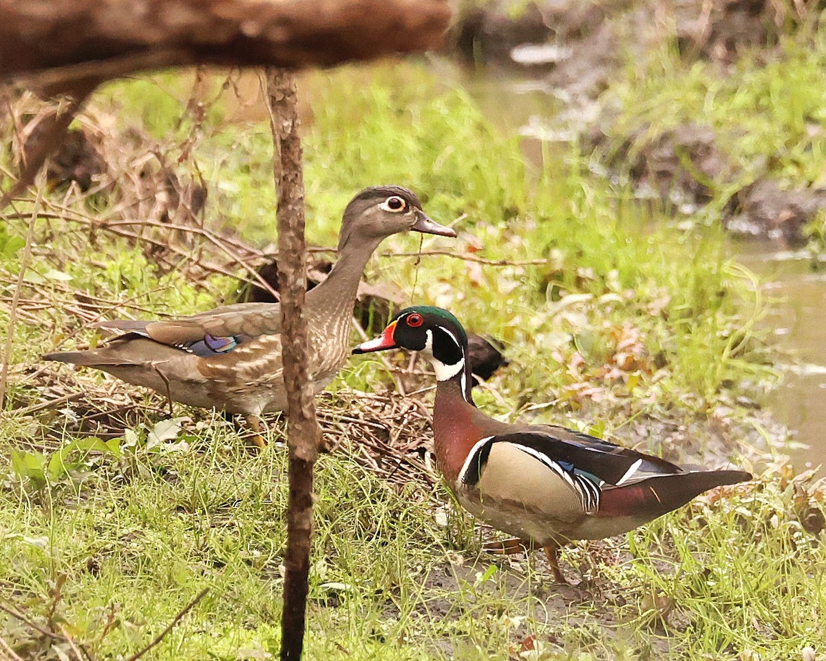 eBird Checklist - 16 Feb 2026 - Edwards Rd. Bay Co., FL - 24 species