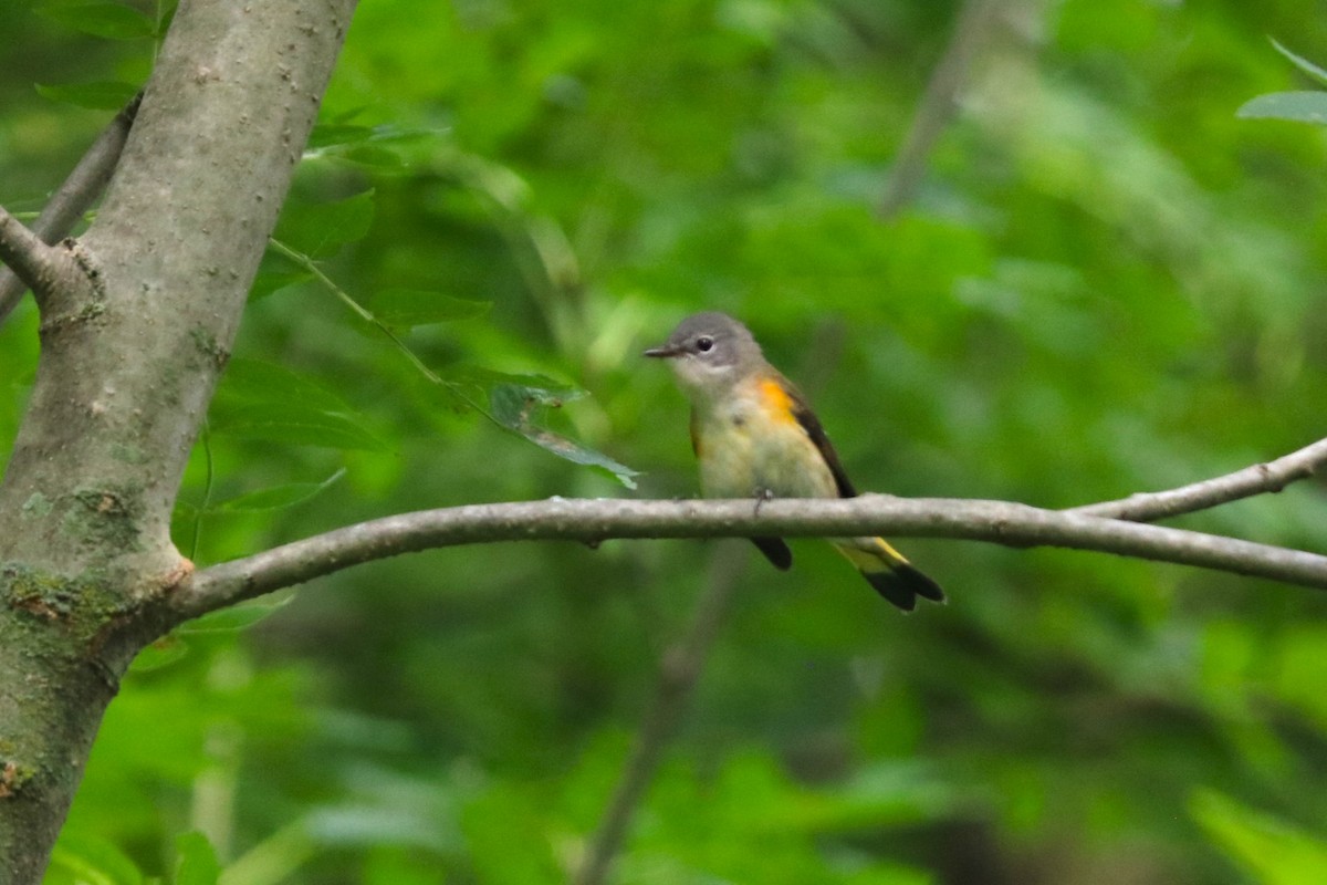 Горихвостковая древесница - ML651151593