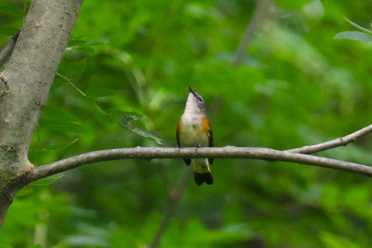 Горихвостковая древесница - ML651151594