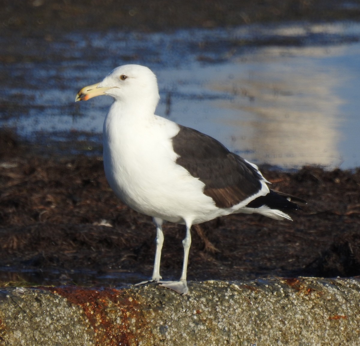 Kelp Gull - ML651151609