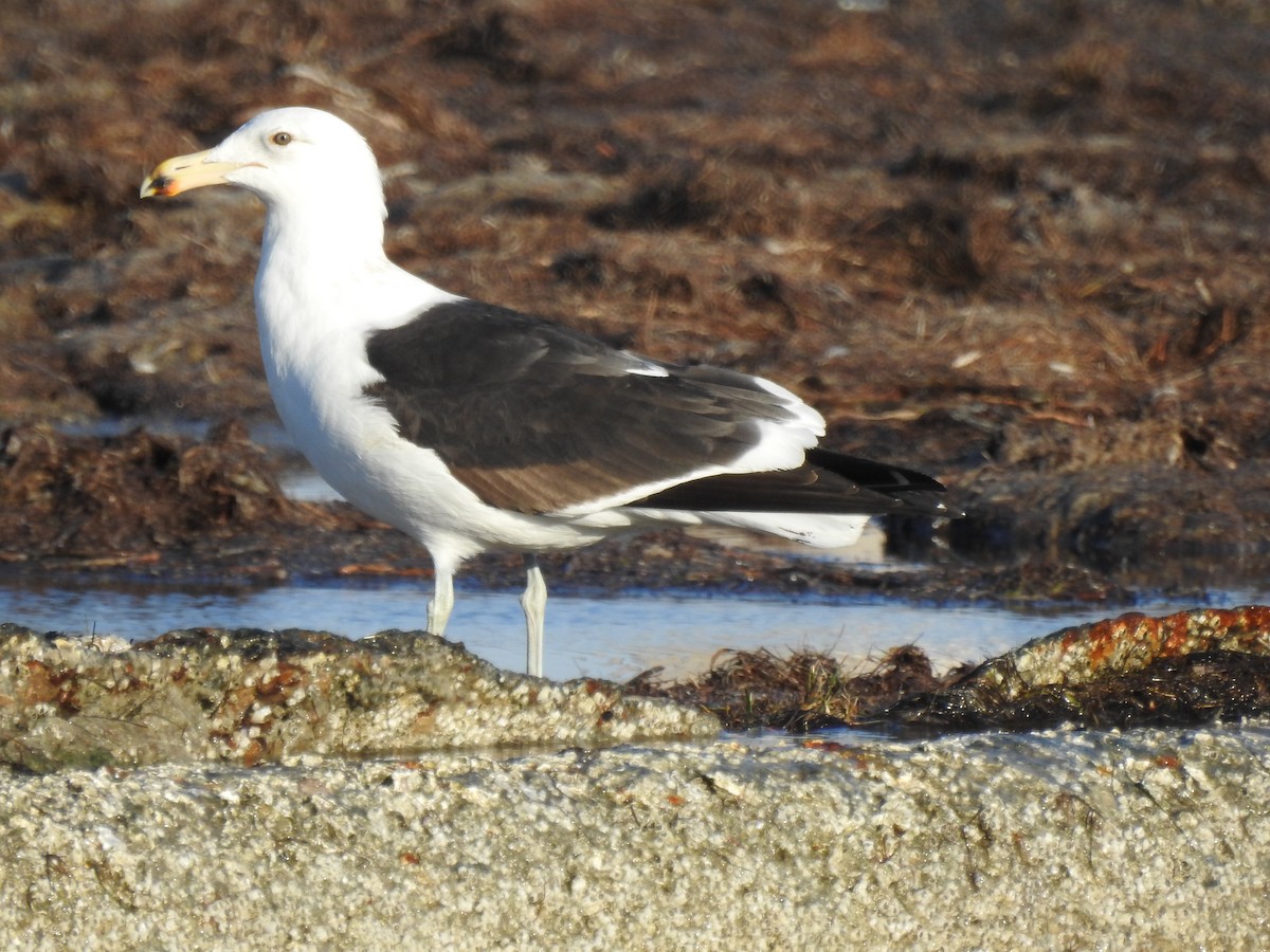 Kelp Gull - ML651151648