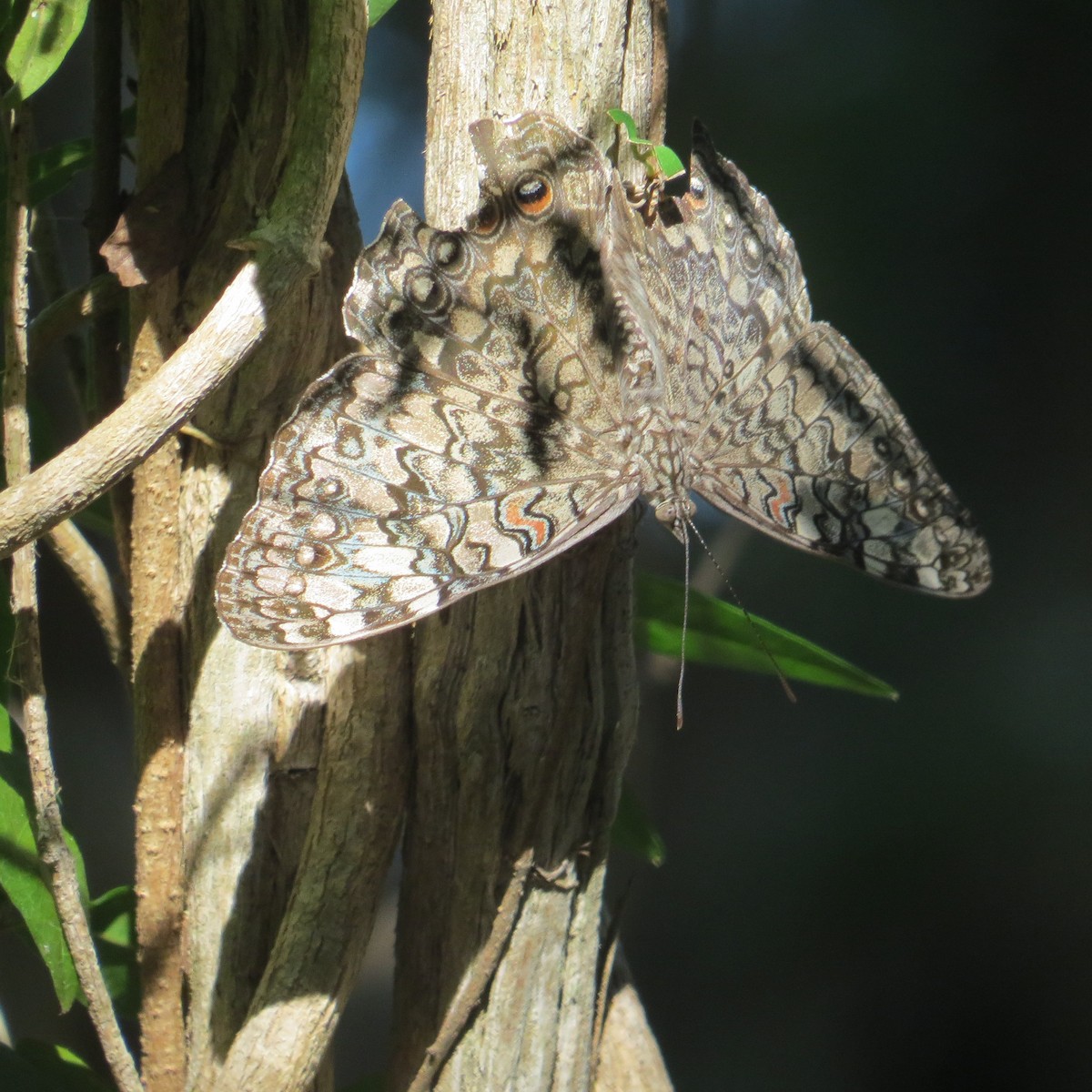 בעלי חיים - ML651152788