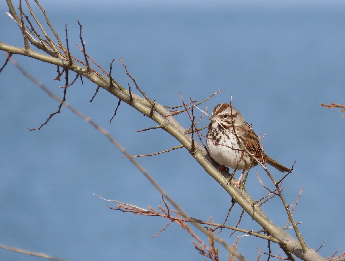 Певчая овсянка - ML651152869