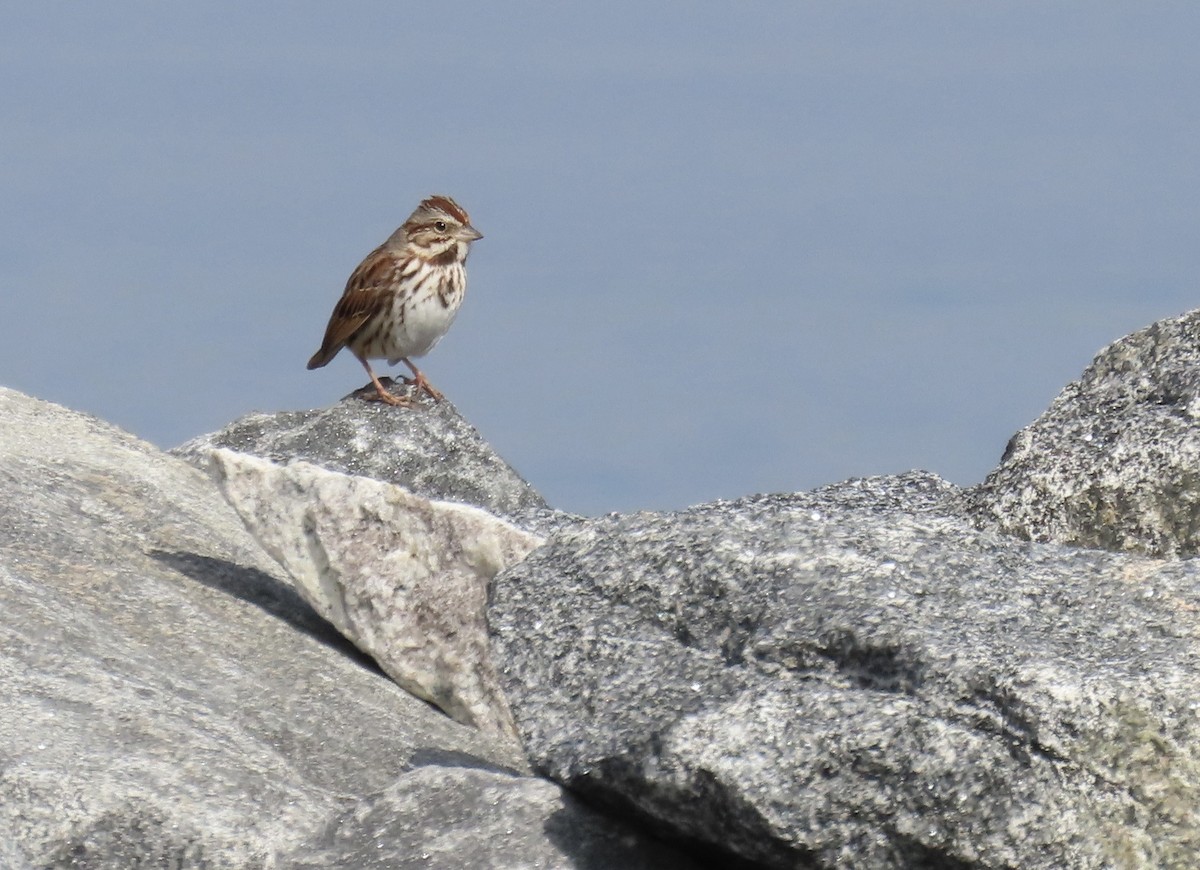 Певчая овсянка - ML651152870