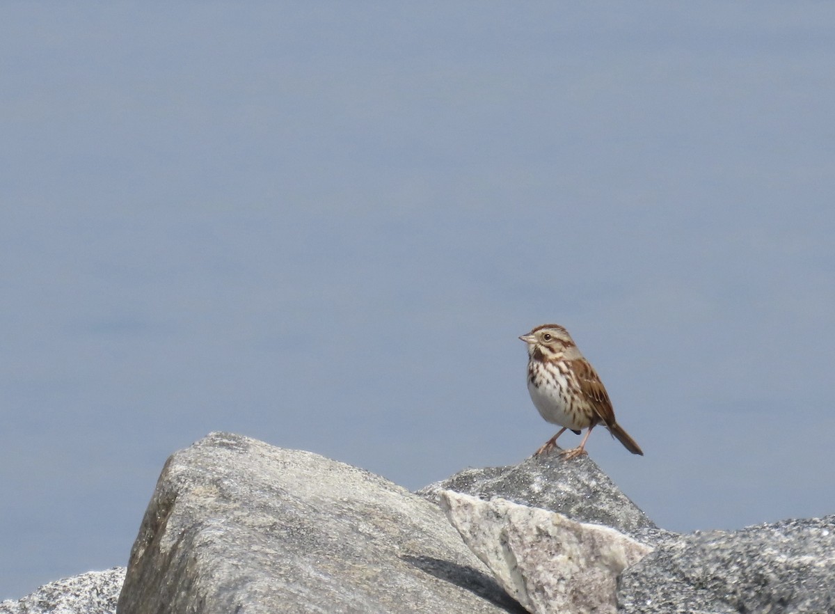 Певчая овсянка - ML651152873